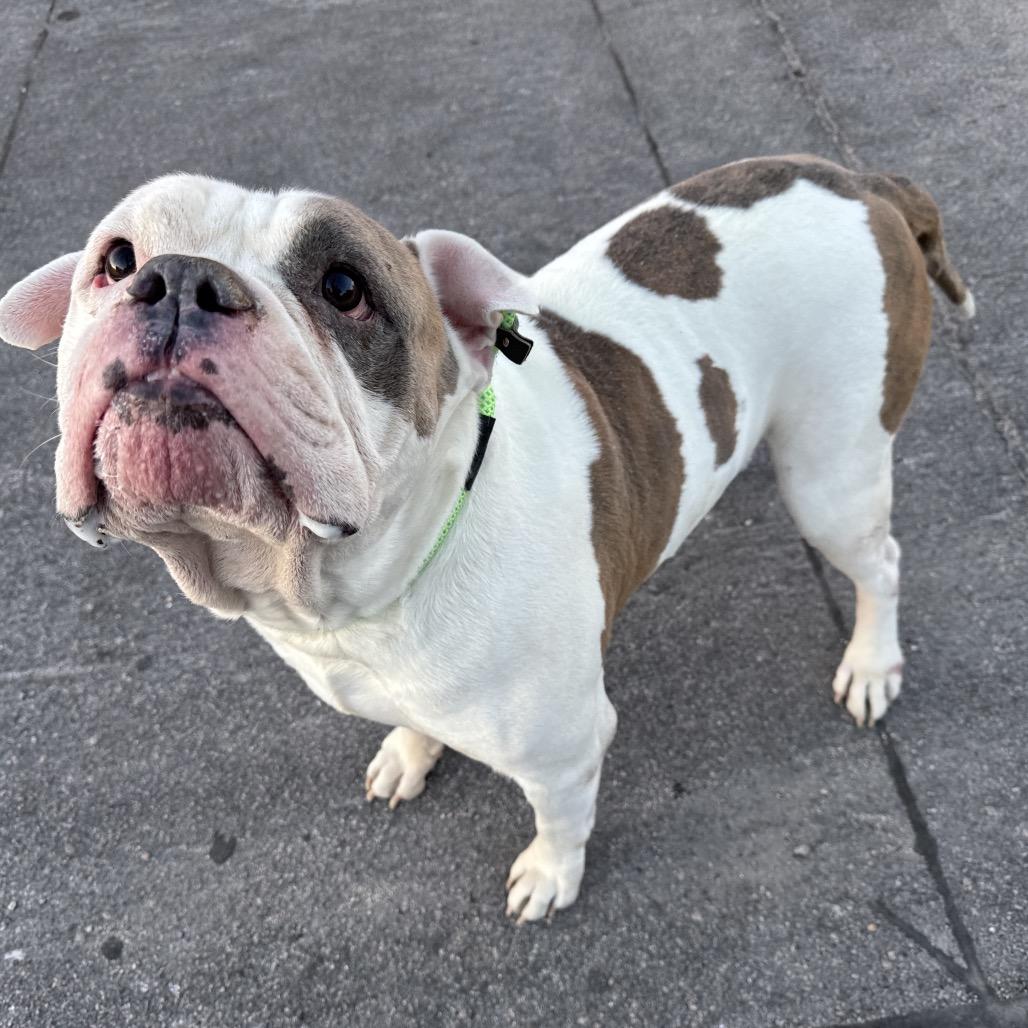 Deebo, a Adoptable mixed breed in Henderson, NV image 3/6