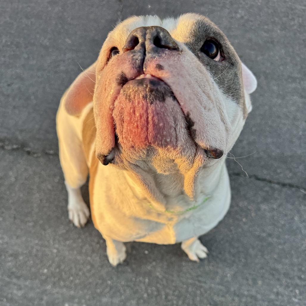 Deebo, a Adoptable mixed breed in Henderson, NV image 5/6