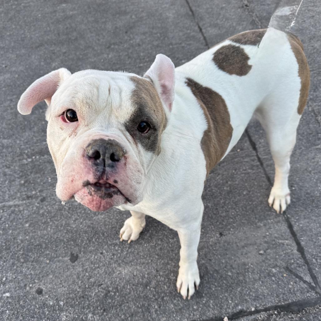 Deebo, a Adoptable mixed breed in Henderson, NV image 6/6