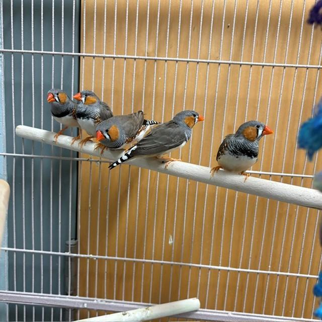 ARTEMIS, Adoptable, Adult Male Finch.