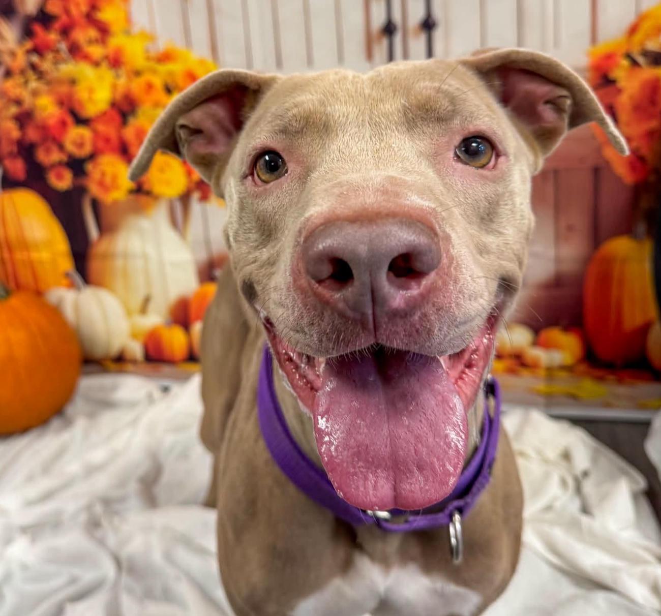 Pearl, Adoptable, Adult Female Pit Bull Terrier.