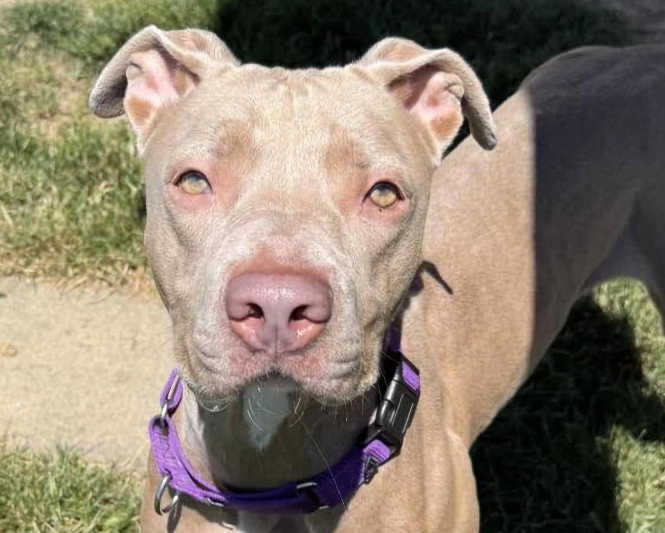 Pearl, ADOPTABLE, Adult Female Pit Bull Terrier.