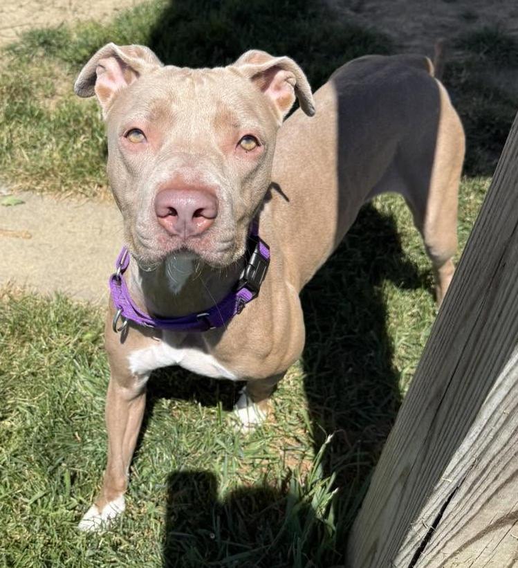 Pearl, a ADOPTABLE Pit Bull Terrier in Euclid, OH image 2/2