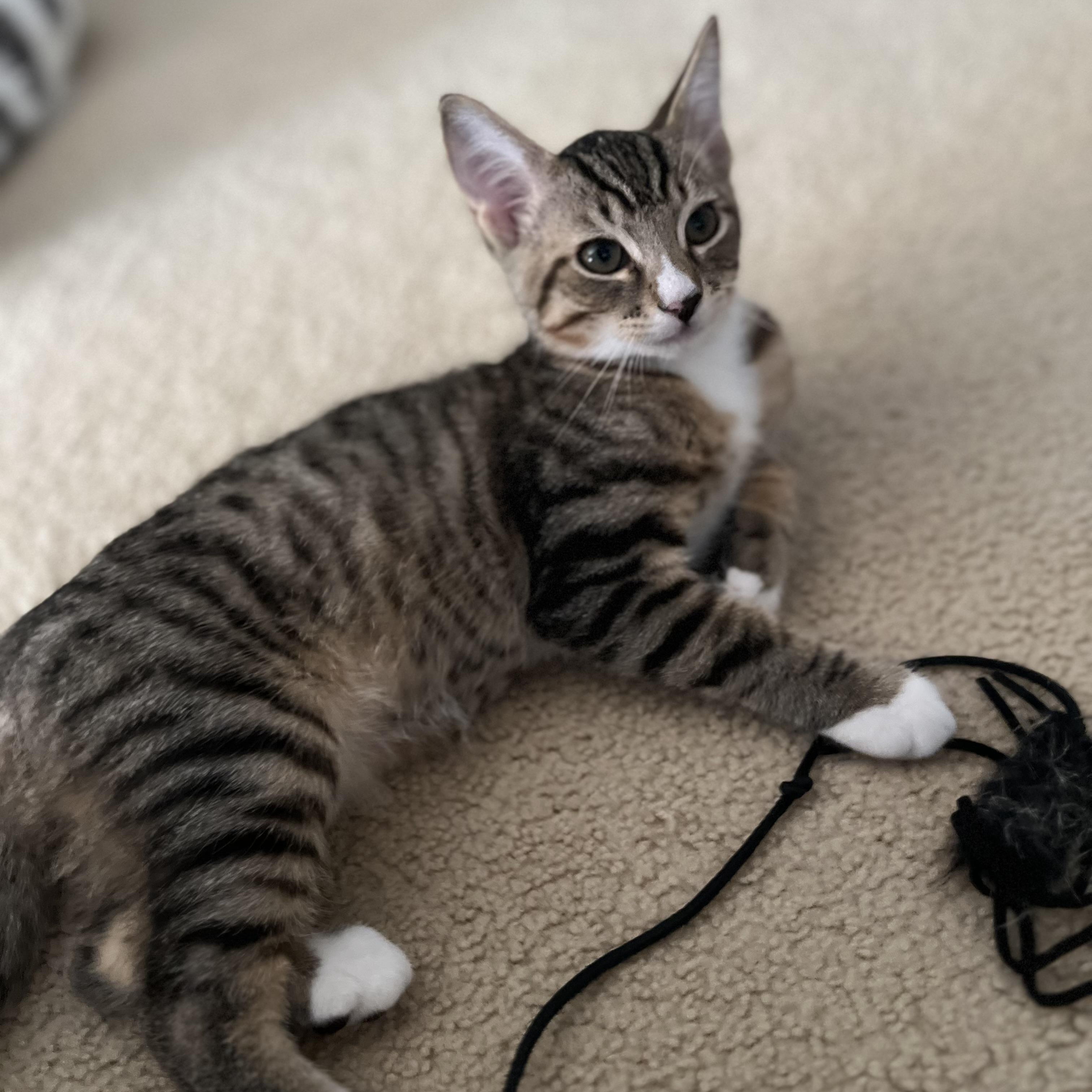 Enlarge Leo, a ADOPTABLE Domestic Short Hair in Renton , WA image 2/5