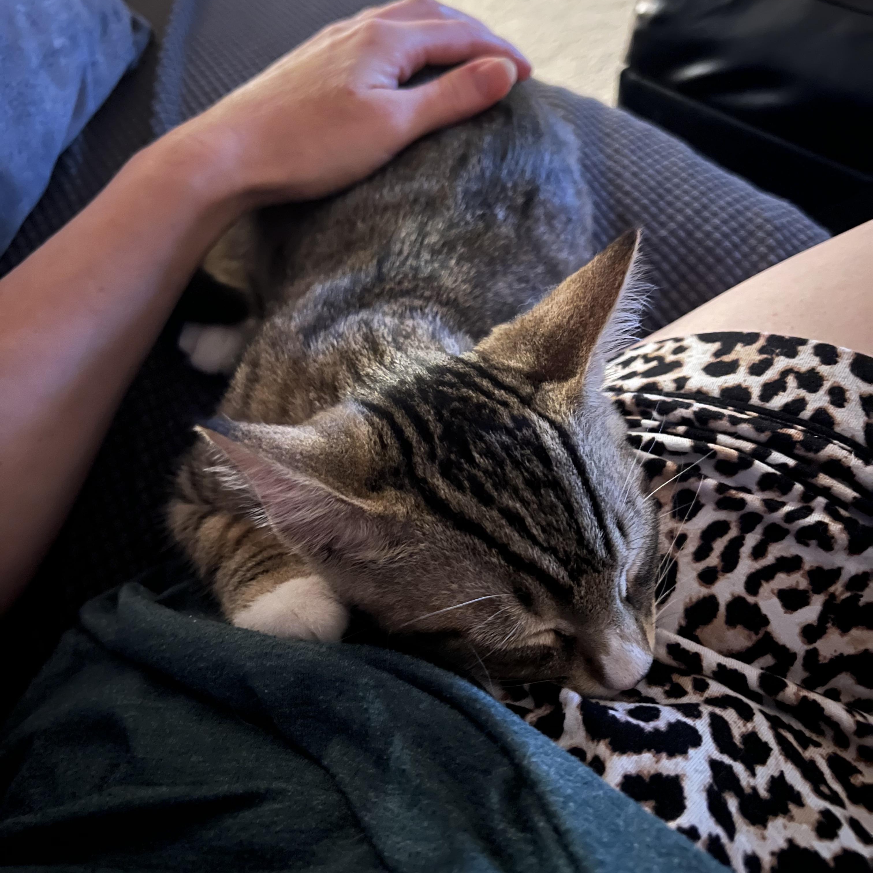 Enlarge Leo, a ADOPTABLE Domestic Short Hair in Renton , WA image 3/5