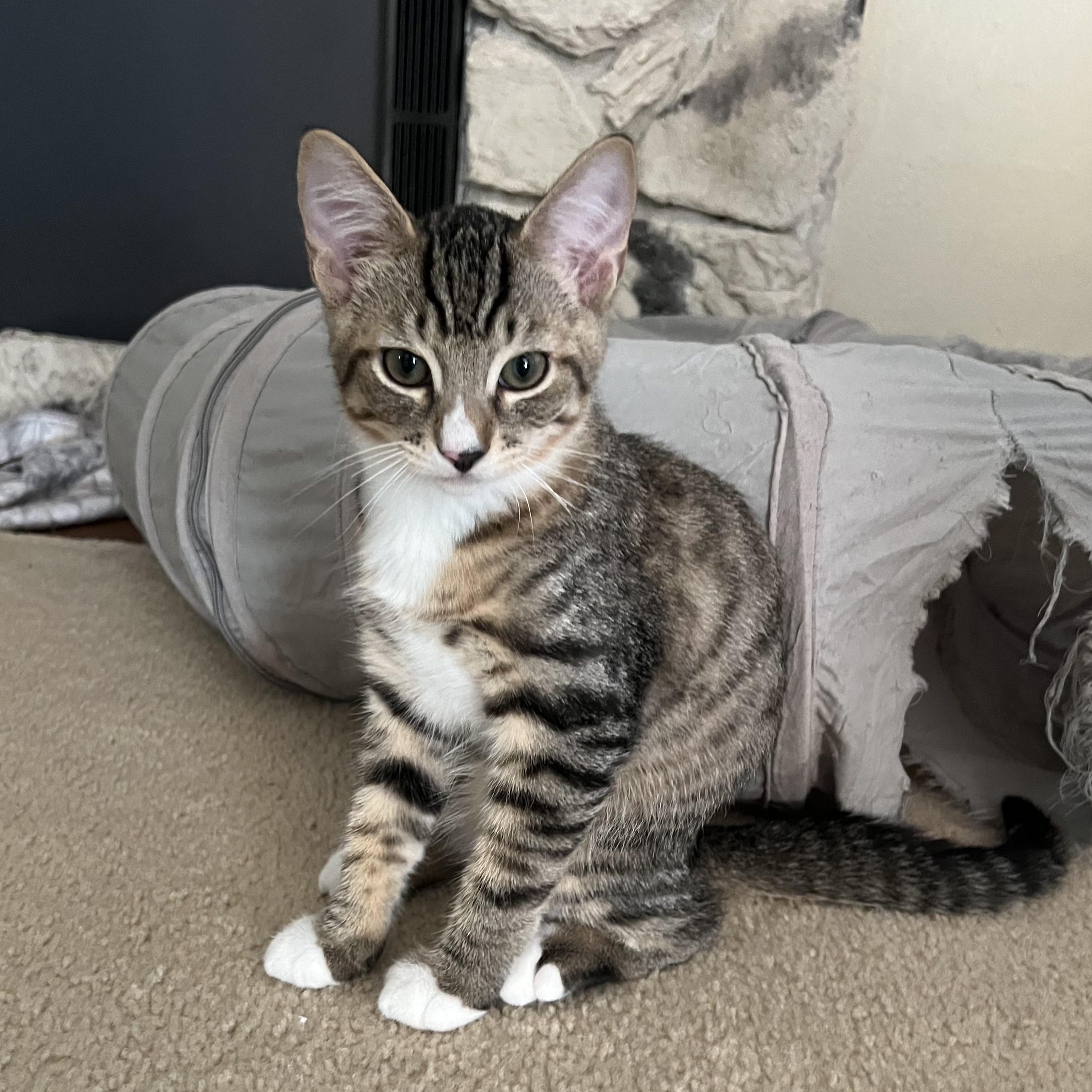 Enlarge Leo, a ADOPTABLE Domestic Short Hair in Renton , WA image 1/5