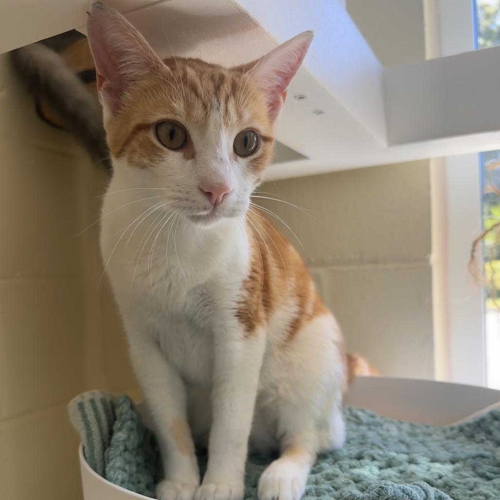 Beans, a Adoptable Domestic Short Hair in Chesapeake, VA image 1/3