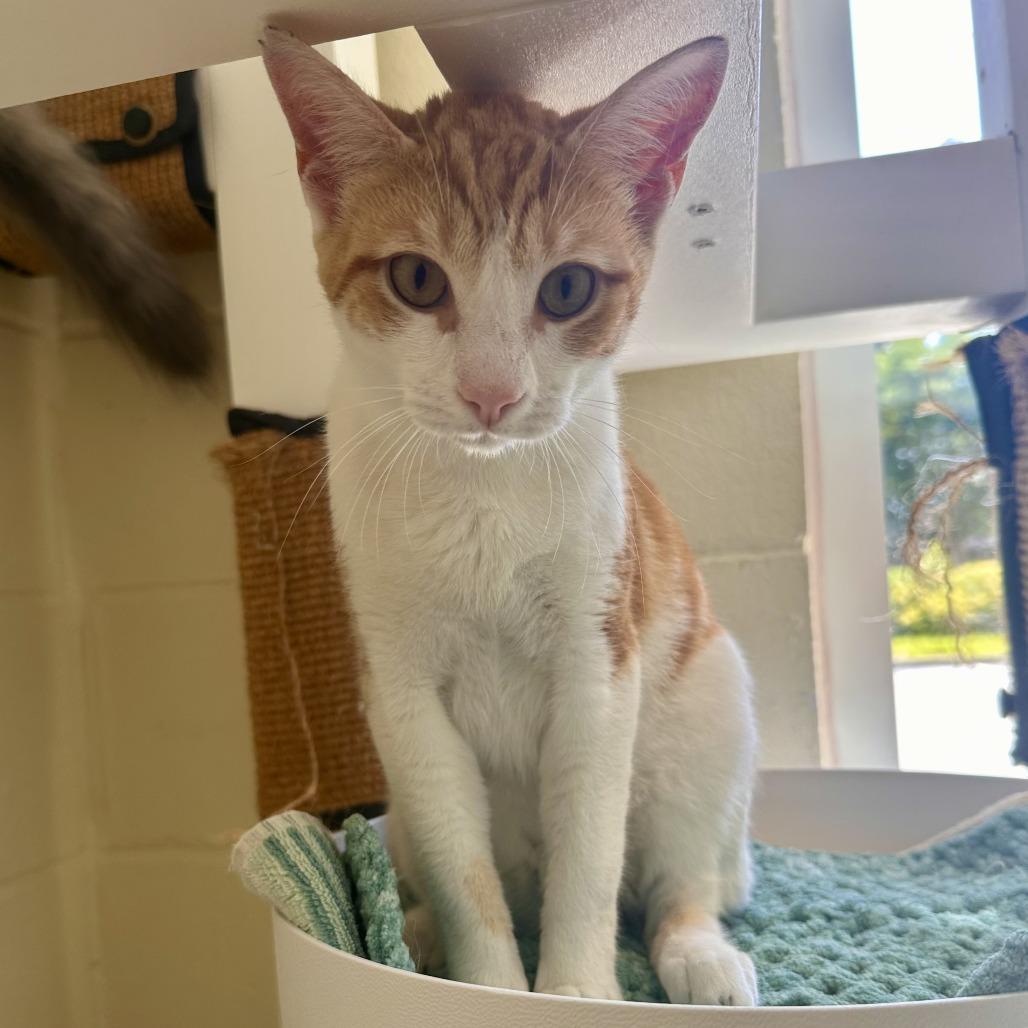 Beans, a Adoptable Domestic Short Hair in Chesapeake, VA image 2/3
