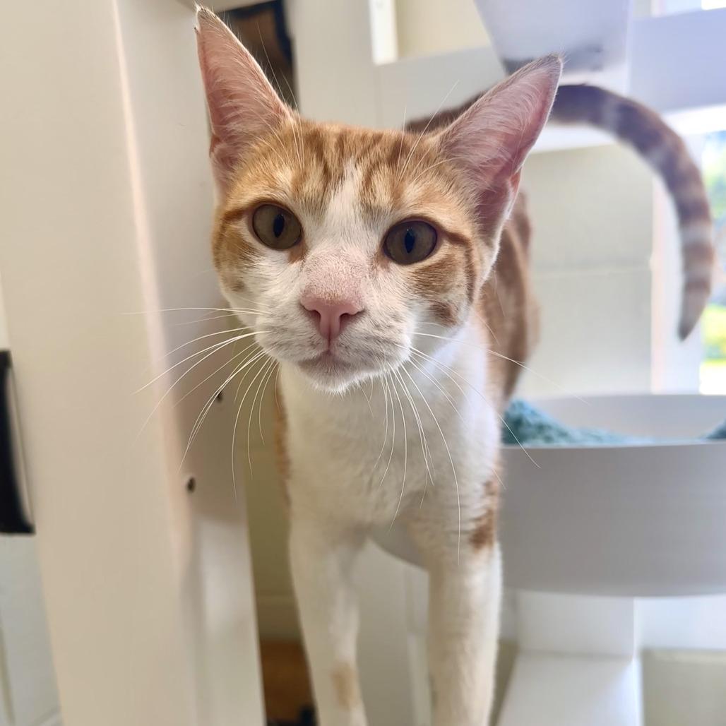 Beans, a Adoptable Domestic Short Hair in Chesapeake, VA image 3/3
