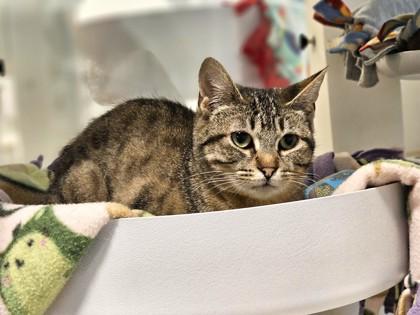 Lynx, Adoptable, Adult Female Domestic Short Hair & Domestic Short Hair.