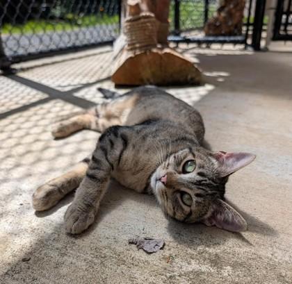 Lynx, Adoptable, Adult Female Domestic Short Hair & Domestic Short Hair.