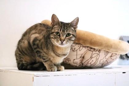 Lynx, Adoptable, Adult Female Domestic Short Hair & Domestic Short Hair.