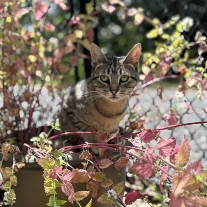 Lynx, a Adoptable mixed breed in Sultan, WA image 2/3