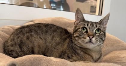 Enlarge Lynx, a Adoptable mixed breed in Sultan, WA image 2/3