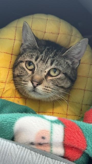 Enlarge Lynx, a Adoptable mixed breed in Sultan, WA image 1/1
