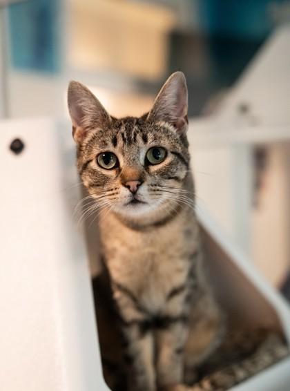 Lynx, a Adoptable mixed breed in Sultan, WA image 3/3