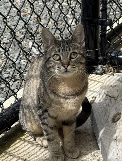 Enlarge Lynx, a Adoptable mixed breed in Sultan, WA image 3/3