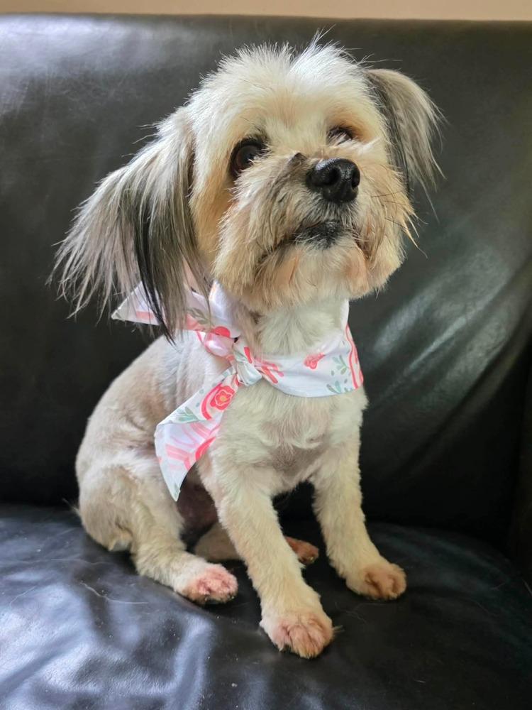 Enlarge Dolly, a Adoptable mixed breed in Middletown, CT image 1/6