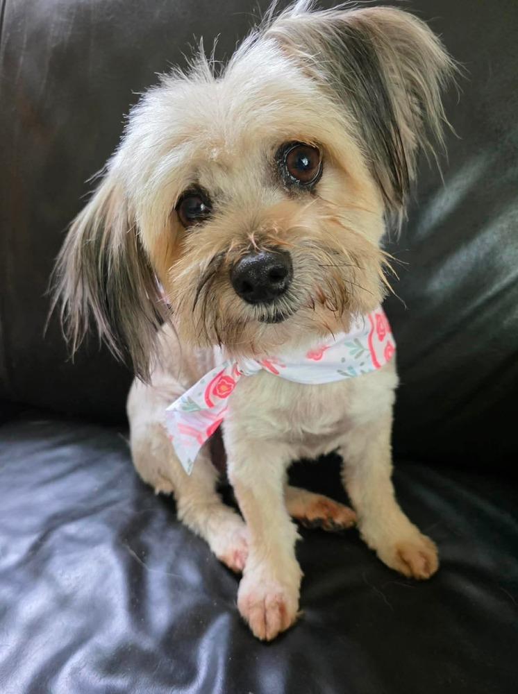 Enlarge Dolly, a Adoptable mixed breed in Middletown, CT image 2/6