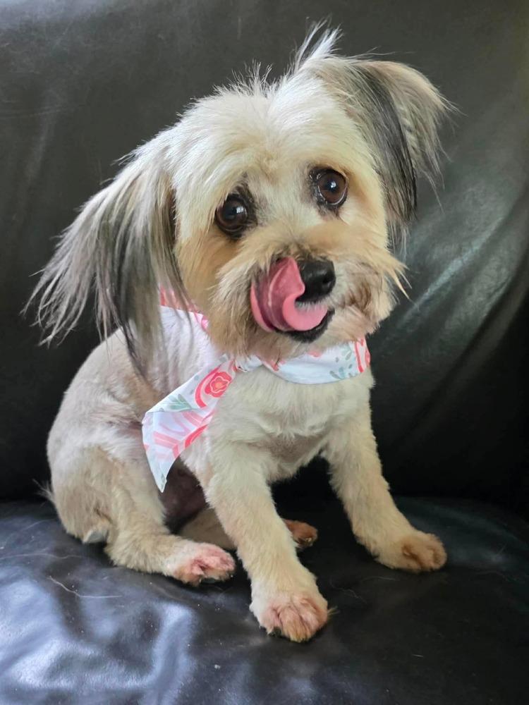 Enlarge Dolly, a Adoptable mixed breed in Middletown, CT image 4/6