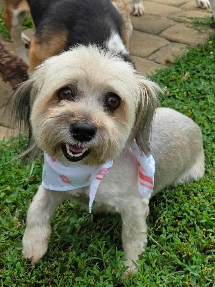 Enlarge Dolly, a Adoptable mixed breed in Middletown, CT image 6/6