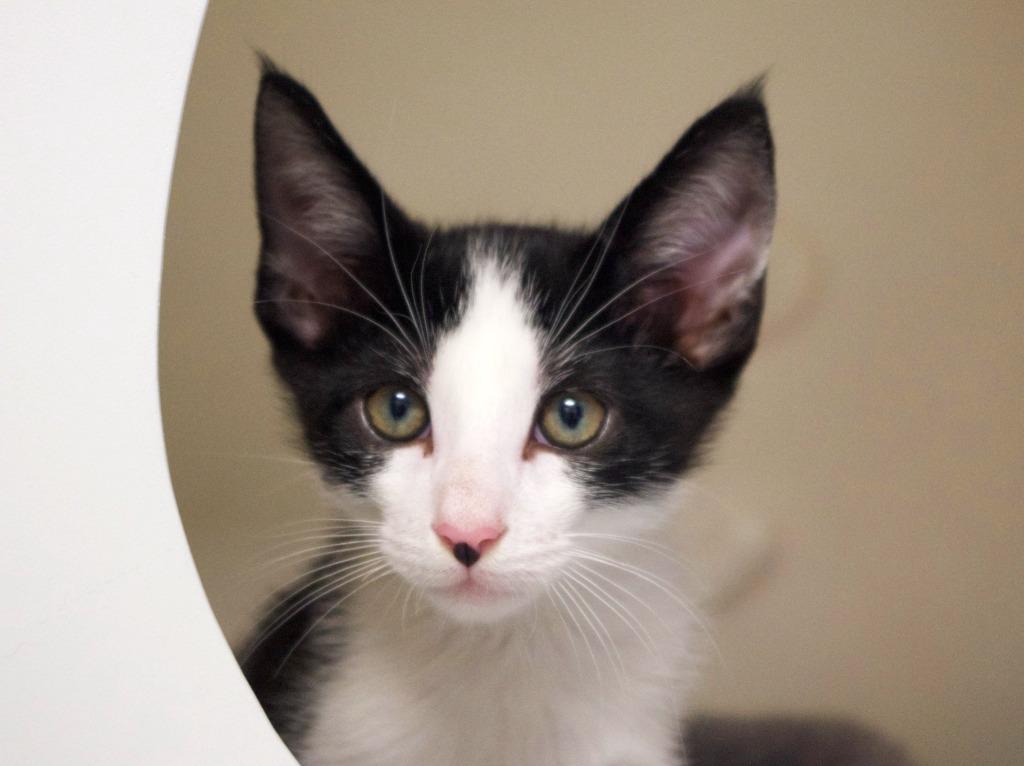 Enlarge Tuxx, a Adoptable mixed breed in Shoreline, WA image 1/3