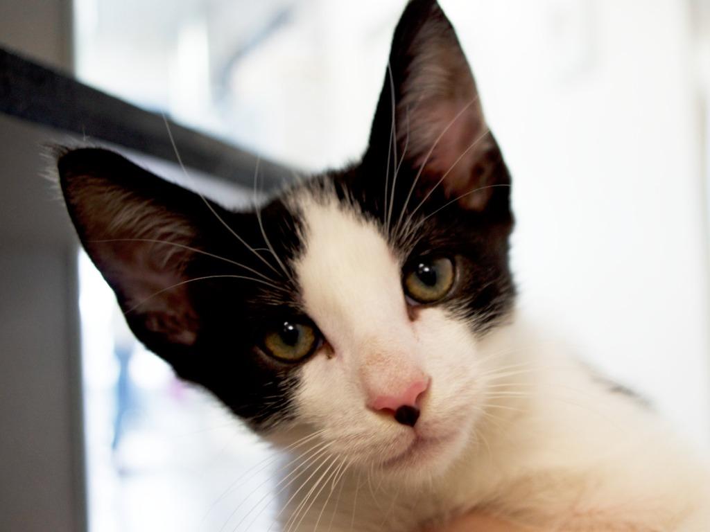 Enlarge Tuxx, a Adoptable mixed breed in Shoreline, WA image 2/3