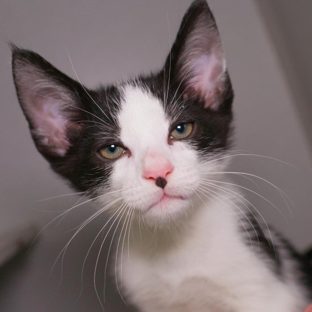 Enlarge Tuxx, a Adoptable mixed breed in Shoreline, WA image 3/3