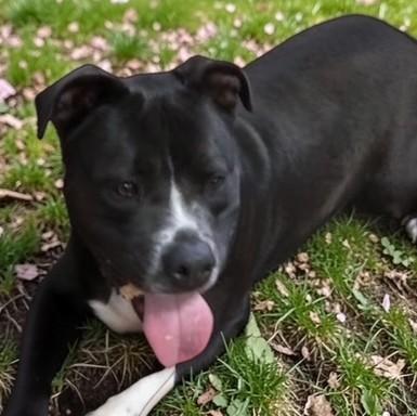 Fernando, Adoptable, Adult Male Mixed Breed.