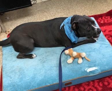 Fernando, Adoptable, Adult Male Mixed Breed.