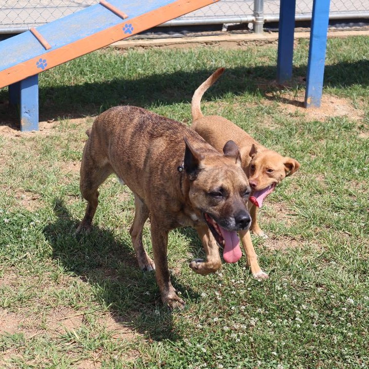 Enlarge Alamo - Trained Puppy, a Adoptable mixed breed in Goshen, KY image 4/5
