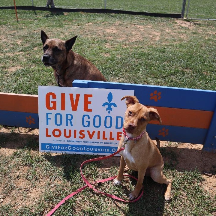Alamo - Trained Puppy, Adoptable, Young Male Jack Russell Terrier.