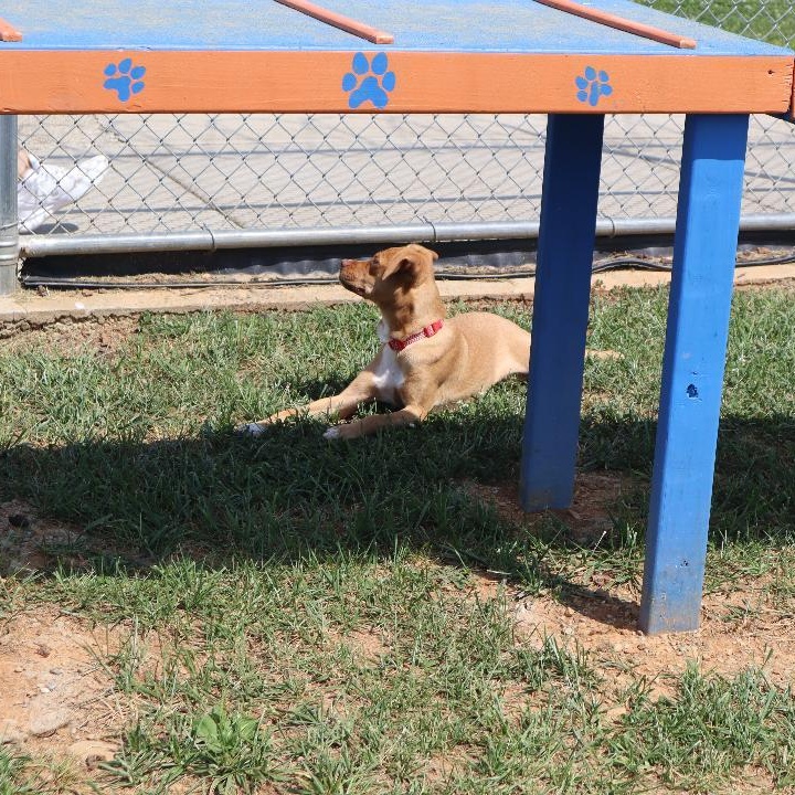 Enlarge Alamo - Trained Puppy, a Adoptable mixed breed in Goshen, KY image 3/5