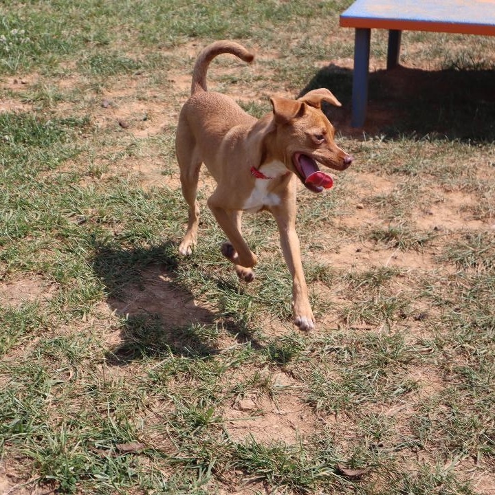 Enlarge Alamo - Trained Puppy, a Adoptable mixed breed in Goshen, KY image 5/5