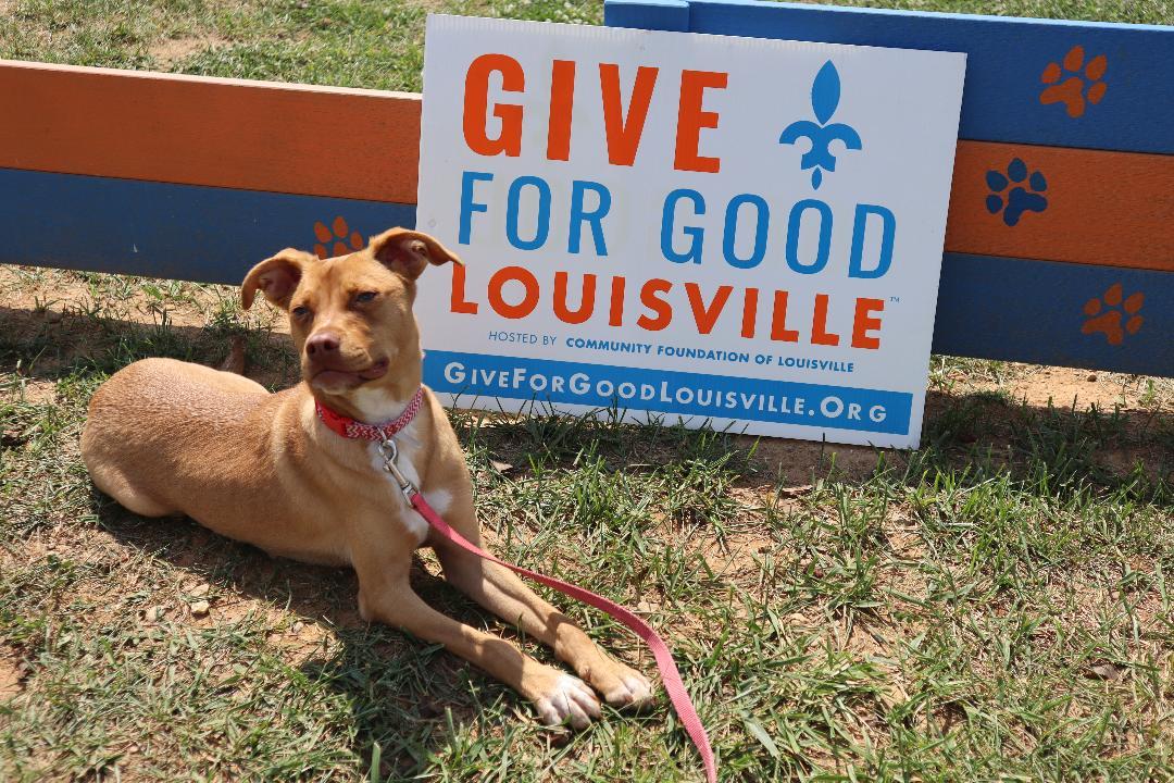 Enlarge Alamo - Trained Puppy, a Adoptable mixed breed in Goshen, KY image 2/5