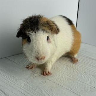Seel, Adoptable, Young Male Guinea Pig.