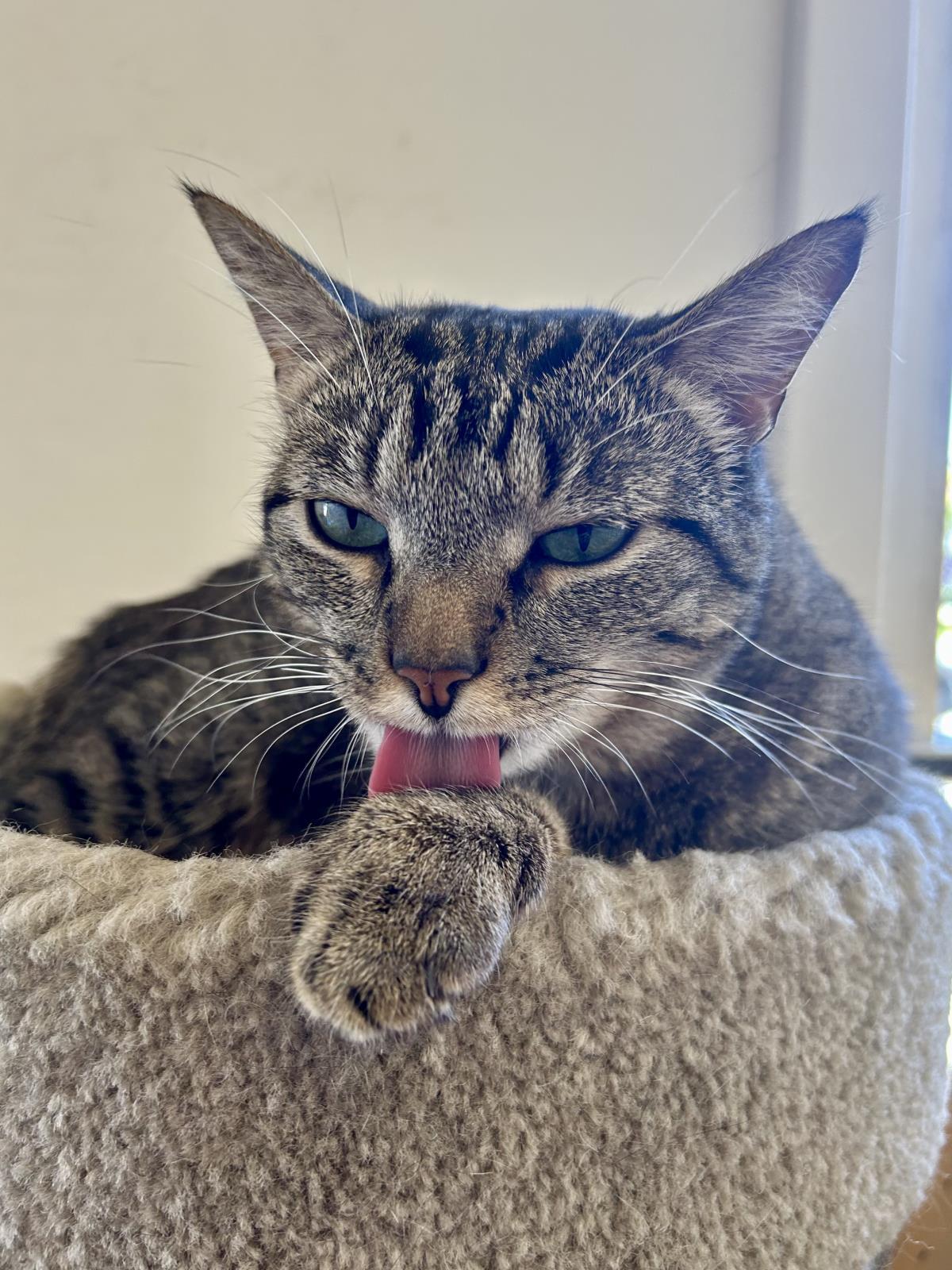 Bucatini, a Adoptable Domestic Short Hair in La Jolla, CA image 1/3
