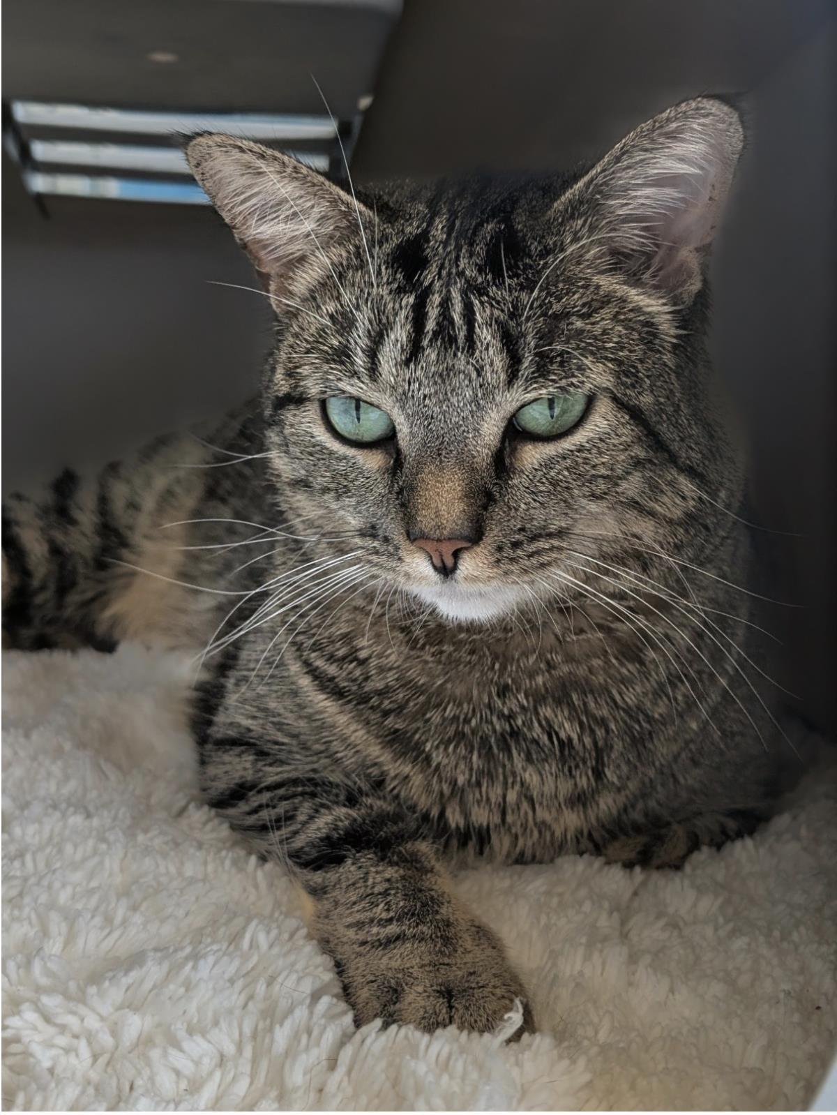 Bucatini, Adoptable, Adult Female Domestic Short Hair.