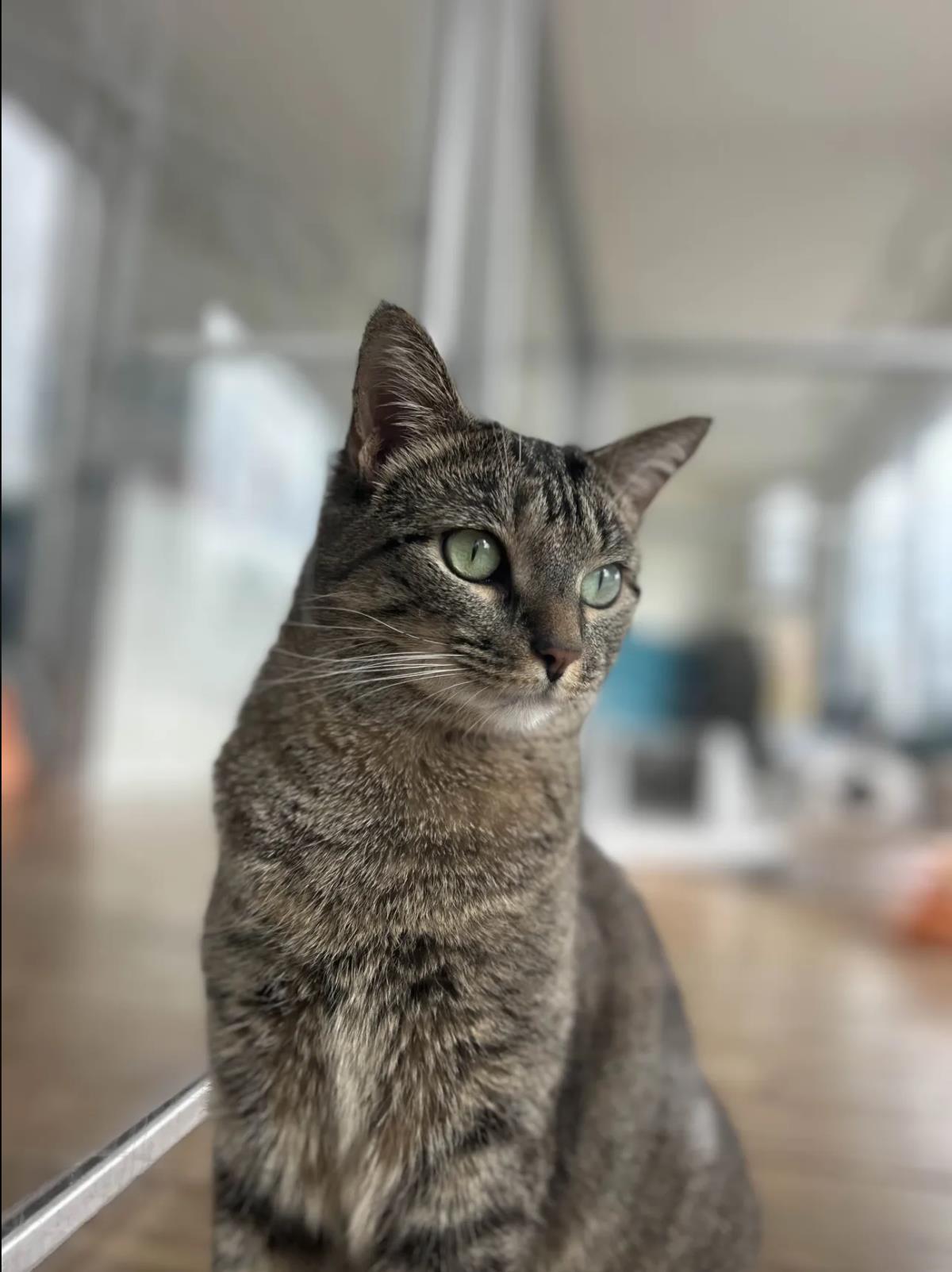 Bucatini, a Adoptable Domestic Short Hair in La Jolla, CA image 2/3