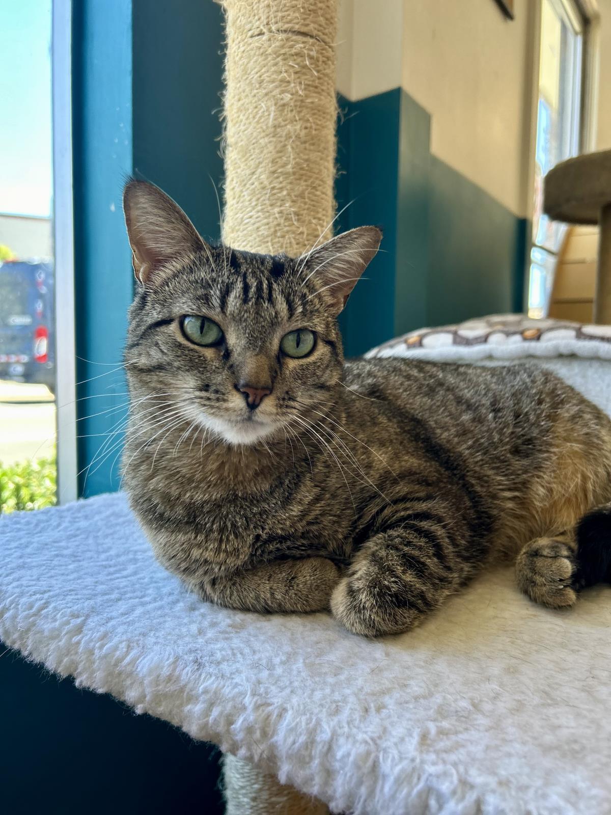 Bucatini, a Adoptable Domestic Short Hair in La Jolla, CA image 3/3