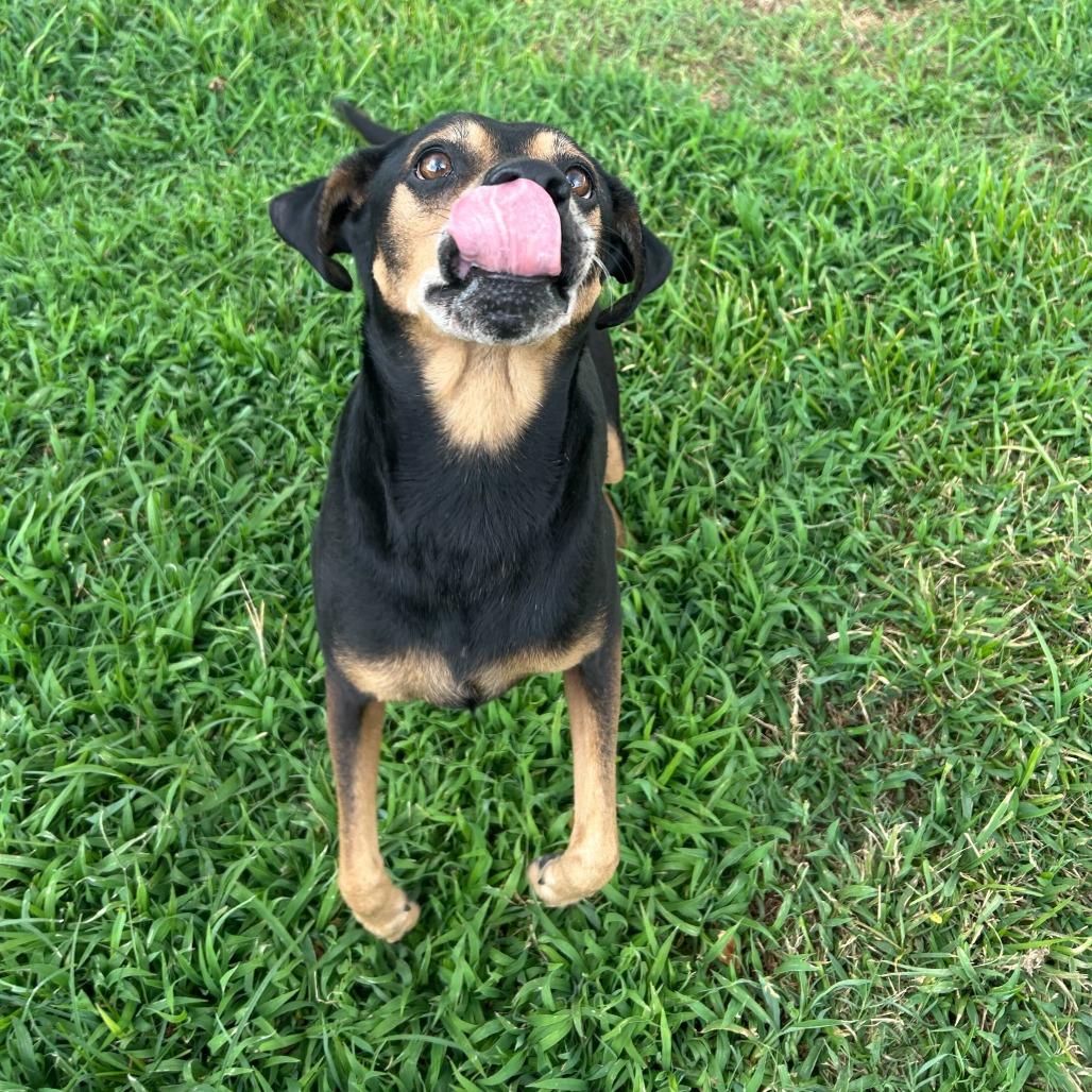 Enlarge Princess, a Adoptable Mixed Breed in Lake Jackson, TX image 1/4