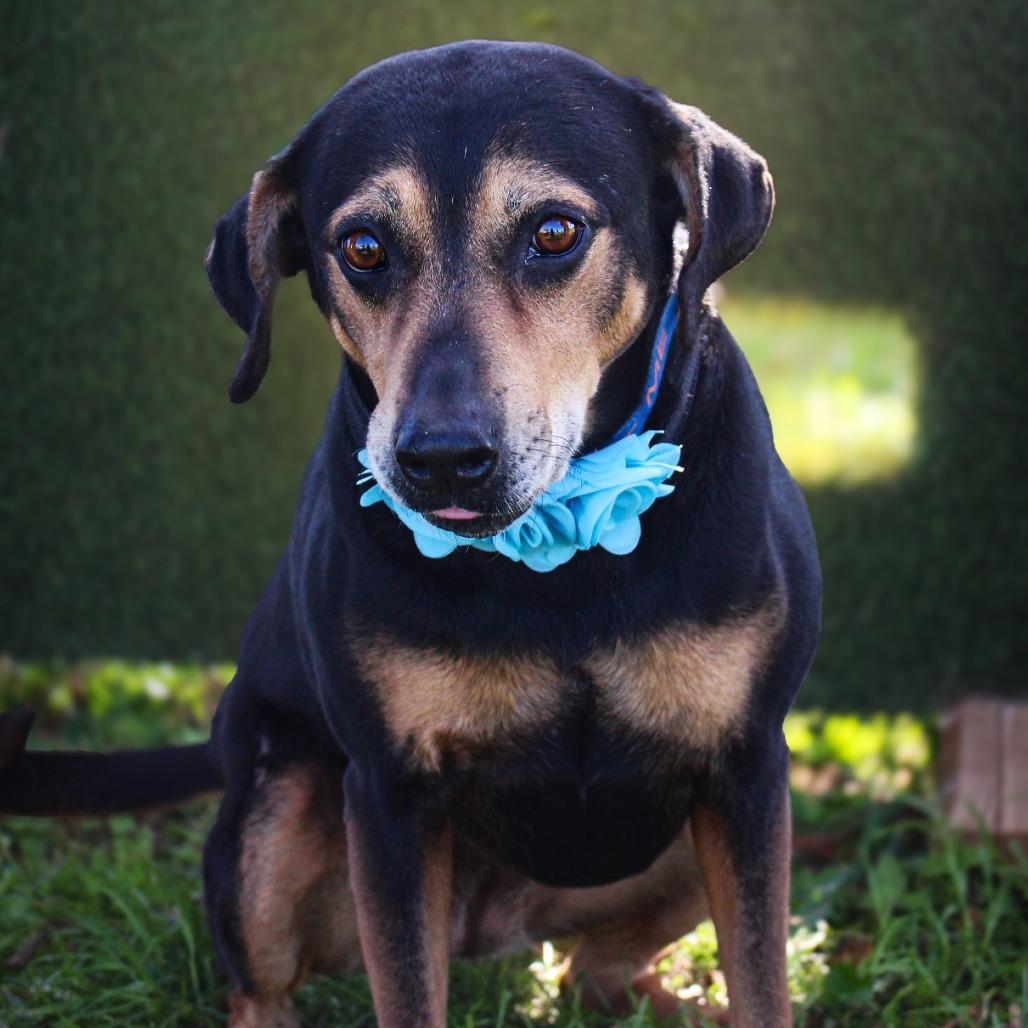 Enlarge Princess, a Adoptable Mixed Breed in Lake Jackson, TX image 2/4