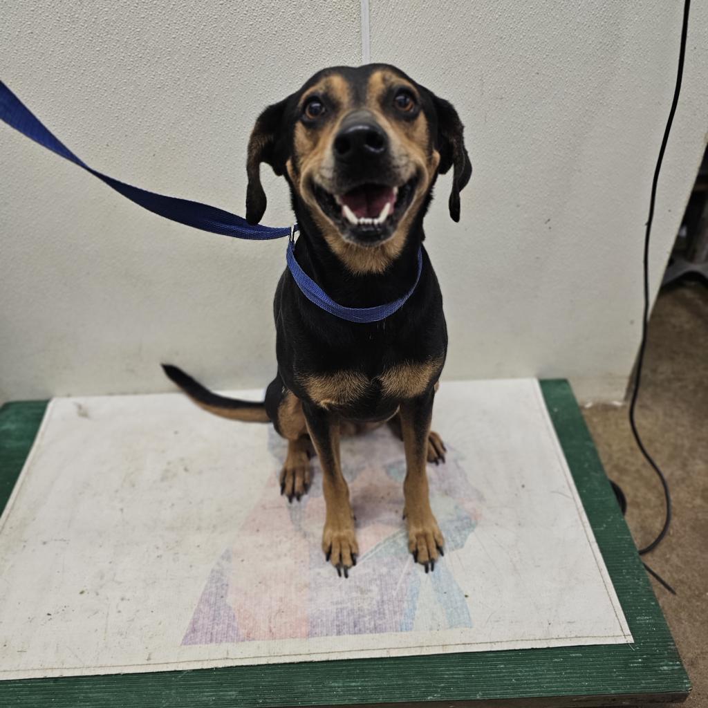 Enlarge Princess, a Adoptable Mixed Breed in Lake Jackson, TX image 3/4