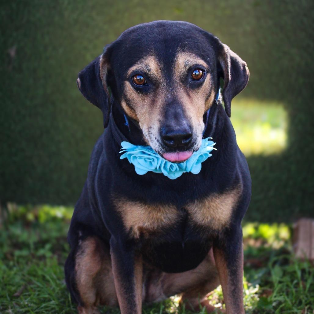 Enlarge Princess, a Adoptable Mixed Breed in Lake Jackson, TX image 4/4