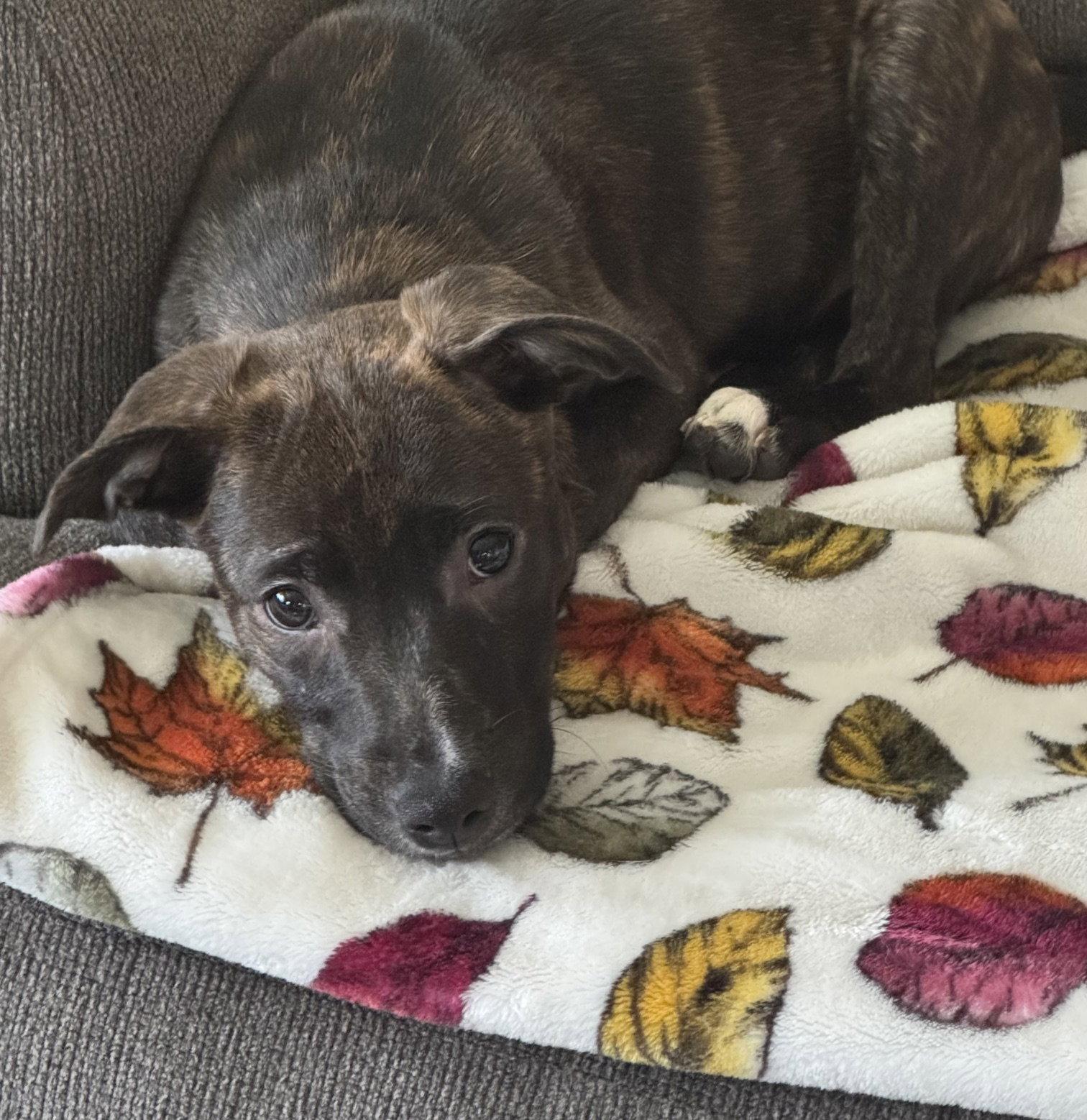 Candy Litter: Lollipop, Adoptable, Puppy Female Labrador Retriever & Dalmatian.