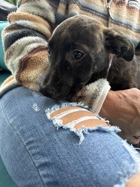Enlarge Candy Litter:  Lollipop, a Adoptable mixed breed in Berwick, PA image 2/3