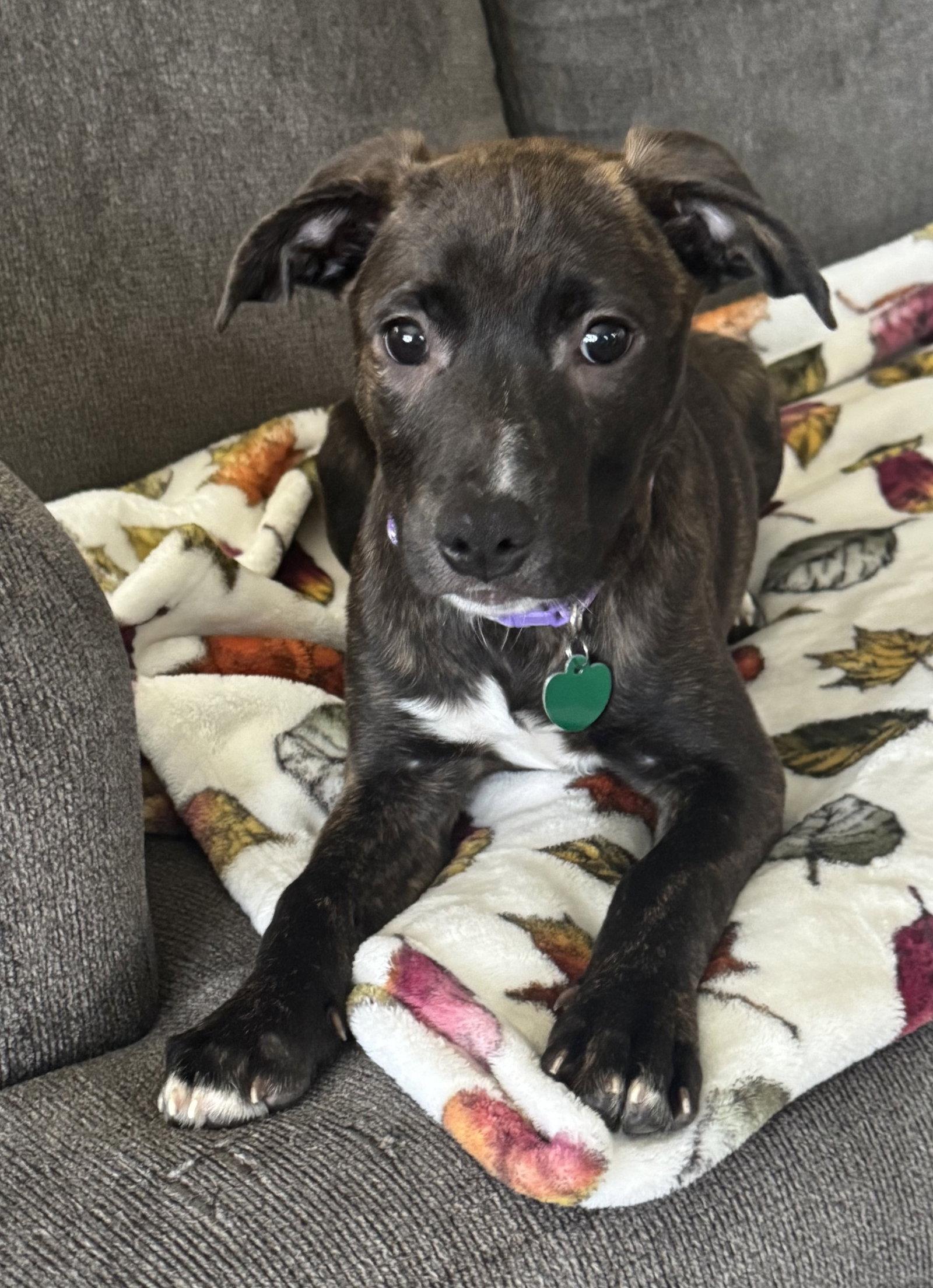 Enlarge Candy Litter:  Lollipop, a Adoptable mixed breed in Berwick, PA image 3/3