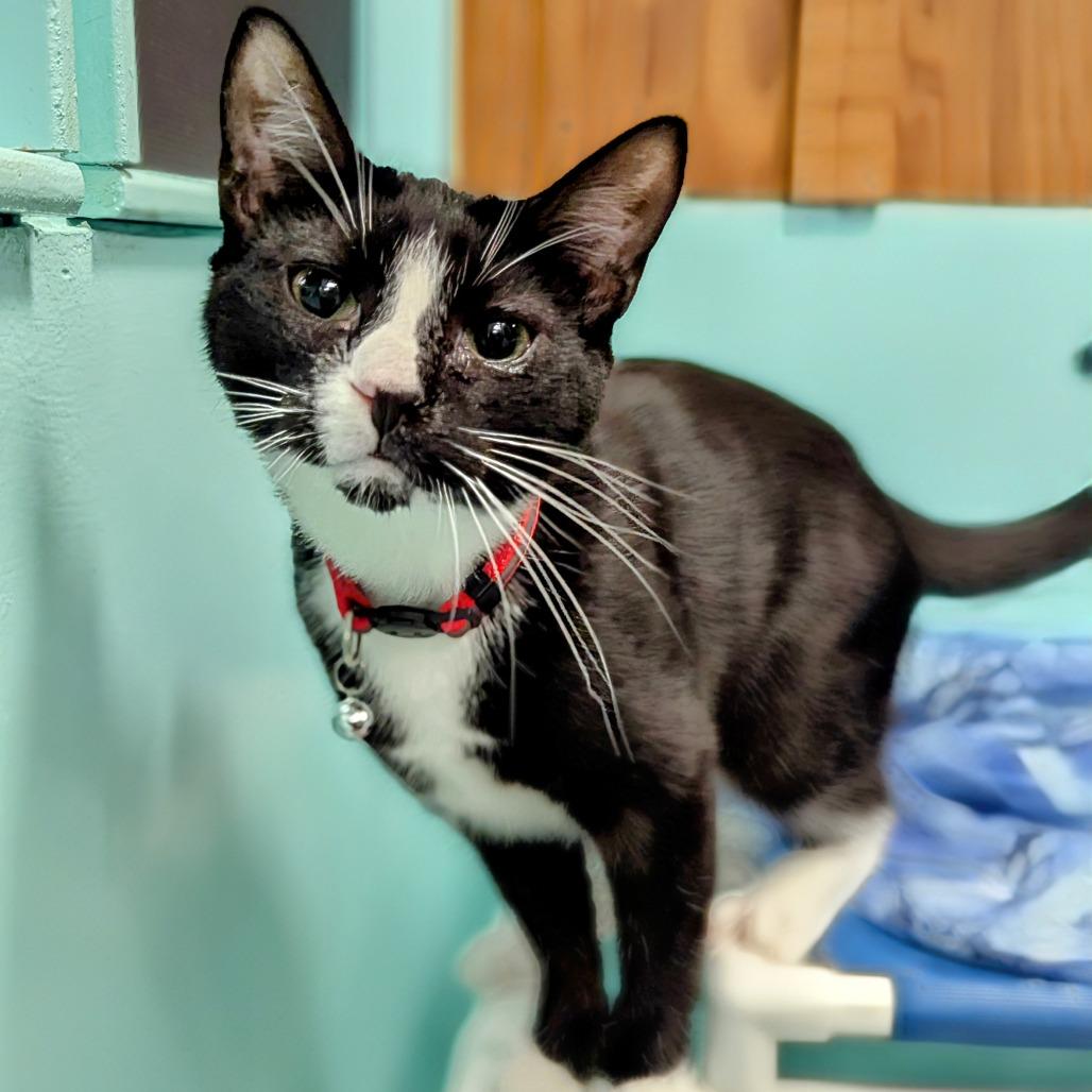 Enlarge Huckleberry, a Adoptable Domestic Short Hair in Buffalo, NY image 2/2