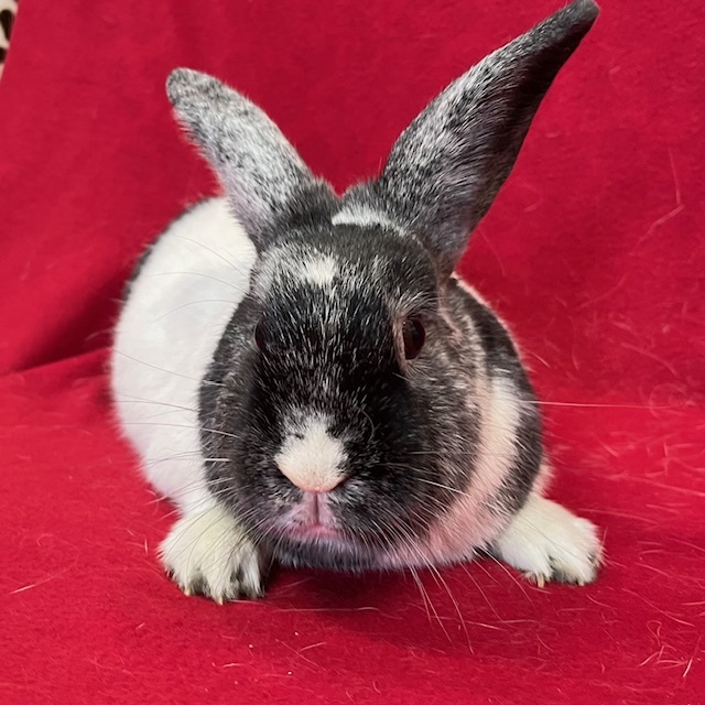 Gemma, Adult Female unknown