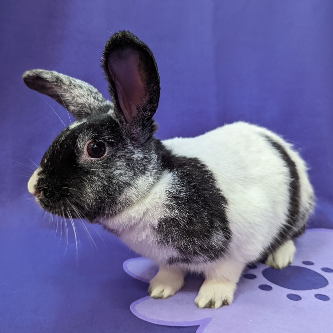 Enlarge Gemma, a Adoptable mixed breed in Erie, PA image 2/12